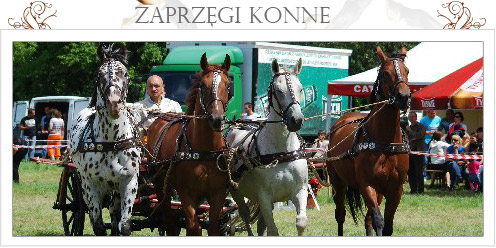 zaprzęgi konne
